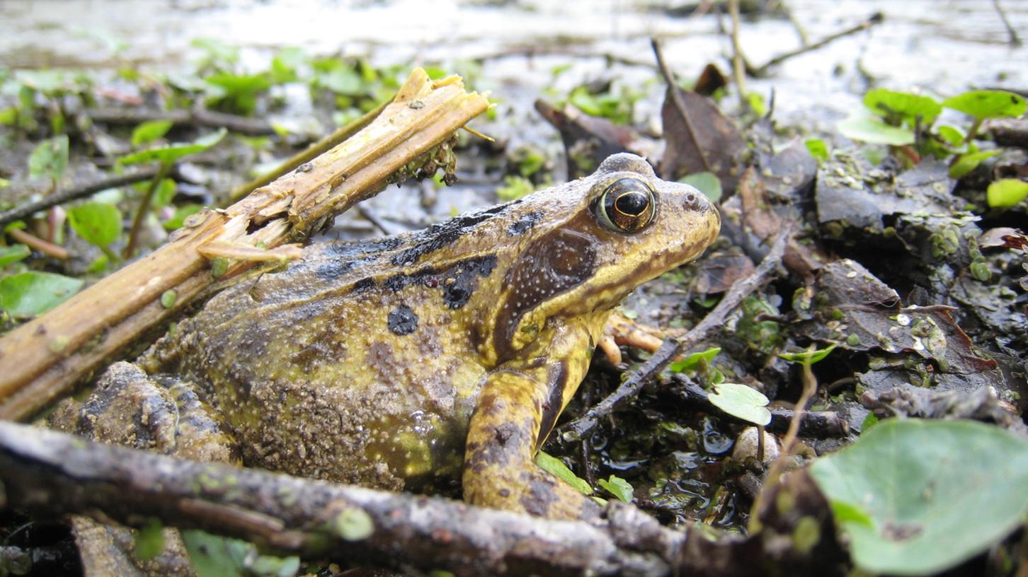 Mit einer besonderen Aktion in Wellheim weist nun der Naturpark Altmühltal auf die Amphibien und deren Schutz hin.