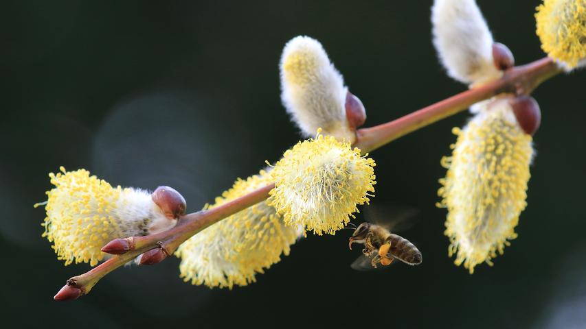 Unser Leserfotograf hat diese hungrige Biene im Anflug auf die Blüten einer Weide im Bild festgehalten. Mehr Leserfotos finden Sie hier