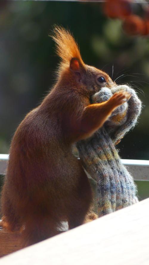 Dieses Eichhörnchen stibitzt gerade ein Paar alter Wollsocken von einem Balkon, vermutlich um seinen Kobel zu polstern. Mehr Leserfotos finden Sie hier