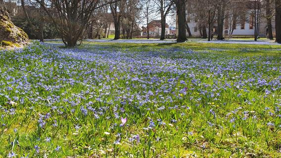 Schlosspark Ellingen: Scilla-Blüte kommt besonders früh