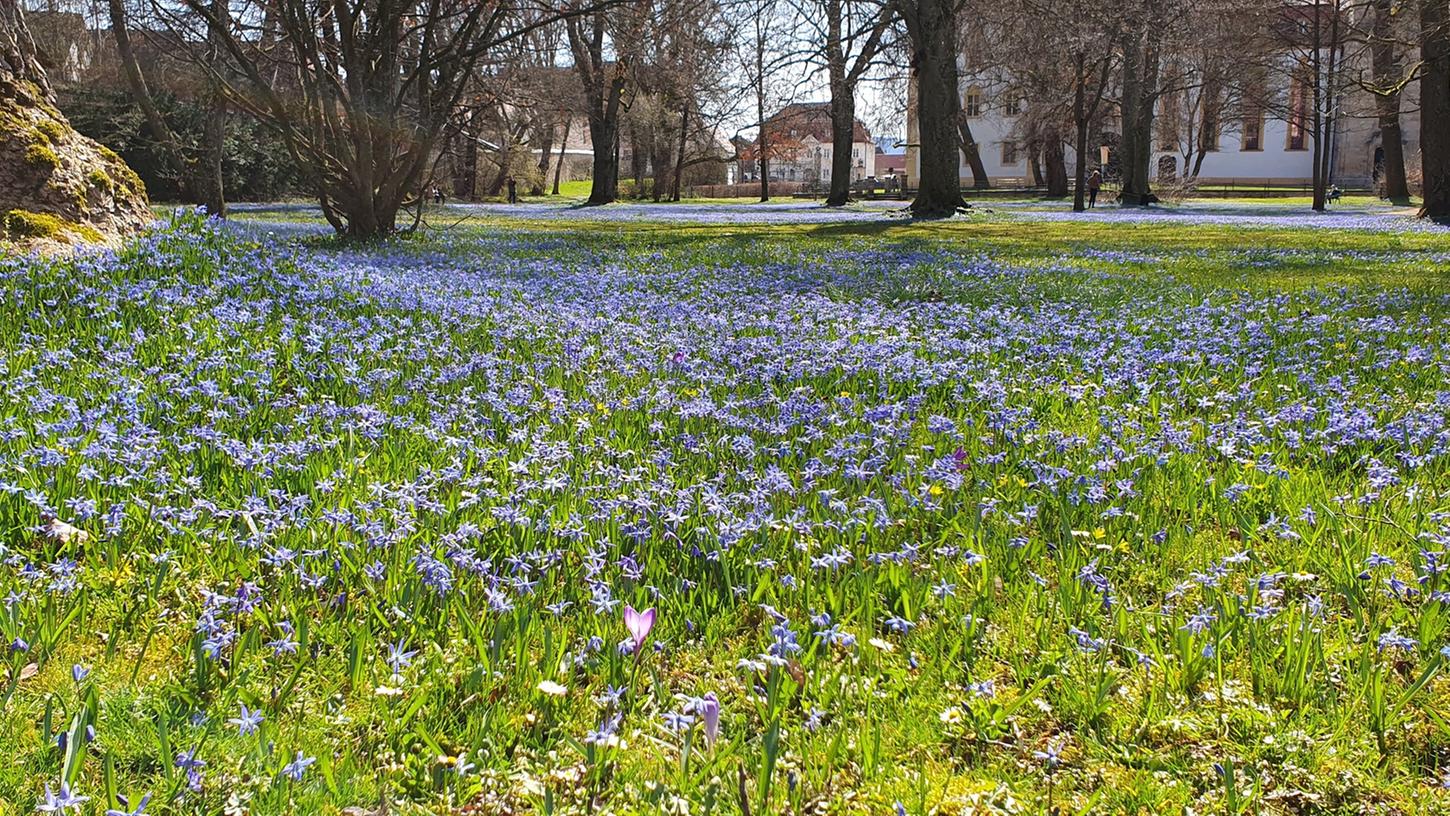 Blaues Sternenmeer im Schlosspark: Die Blüte der Scilla ist ein ähnlich verlässlicher regionaler Frühlingsbote wie die Märzenbecher bei Ettenstatt.