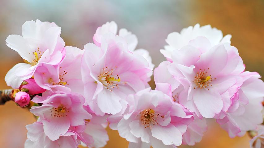 In Katzwang begrüßen blühende Kirschblüten den Frühling. Mehr Leserfotos finden Sie hier