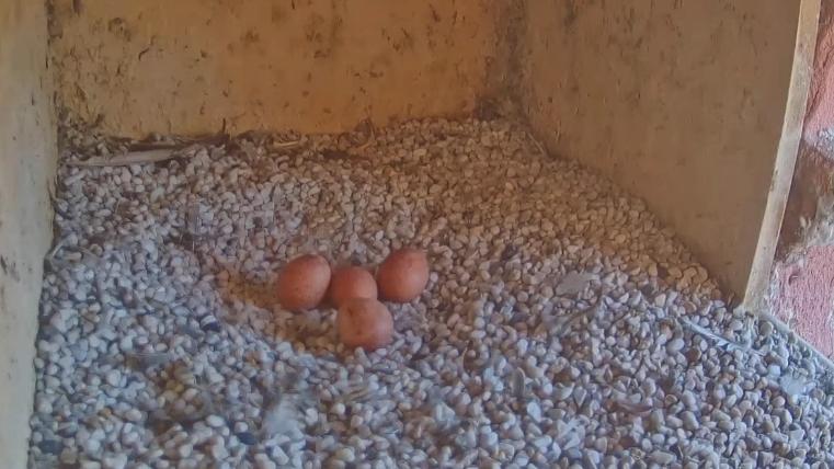 „Mit viel Glück kommt sogar noch ein fünftes Ei hinzu“, heißt es in einer Pressemitteilung der Stadt Weißenburg