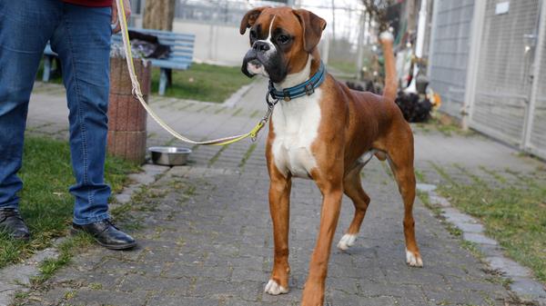 Endlich darf sich der Boxerrüde „Mike“ auf die Suche nach einem neuen Zuhause machen, denn die Staatsanwaltschaft hat entschieden, dass er, seine Mutter und zwei weitere Geschwister nicht mehr zurück zu ihrem früheren Besitzer müssen. Der am 14. August 2023 geborene „Mike“ kam im Alter von 6 Tagen nach behördlicher Sicherstellung der kleinen Hundefamilie ins Tierheim Neumarkt. Er ist von den drei Geschwistern der ruhigste und der vernünftigste und er hat auch schon einmal etwas vom kleinen Hundeeinmaleins gehört. Seitdem übt er fleißig. „Mike“ ist seinem Alter gemäß sehr verspielt, er ist aber auch lernwillig und lernbereit. Mit dem richtigen Menschen am anderen Ende der Leine kann er auch schon schön bei Fuß gehen. Und noch etwas zeichnet den Rüden aus: Er ist absolut kinderlieb. „Mike“ ist jetzt mitten in der Pubertät und testet natürlich seine Grenzen aus. Wer sich für ihn interessiert, sollte genügend Platz haben. Am besten wäre ein Häuschen mit eingezäuntem Garten. Es sollte auch genügend Zeit vorhanden sein, um ihm eine konsequente, aber auch liebevolle Erziehung angedeihen zu lassen, der Besuch einer guten Hundeschule würde „Mike“ bestimmt auch viel Spaß bereiten. Boxer-Liebhaber hätten an ihm sicher ihre helle Freude. Das Tierheim Neumarkt hat aus organisatorischen Gründen keine offiziellen Öffnungszeiten. Für Besuch, Beratung und Tiervermittlung vereinbaren Sie bitte vorher einen Termin. Die Tierpflegerinnen können sich dann uneingeschränkt Ihrem Anliegen widmen. Auch zum Gassi gehen ist ein vorheriger Anruf sinnvoll. Katzenkuscheln ist täglich zwischen 14 und 17 Uhr möglich. Das Tierheim ist täglich (außer an Sonn- und Feiertagen) von 13 bis 17 Uhr unter der Telefonnummer (09181) 22862 erreichbar. Hier geht es zur Internet-Seite des Tierheims