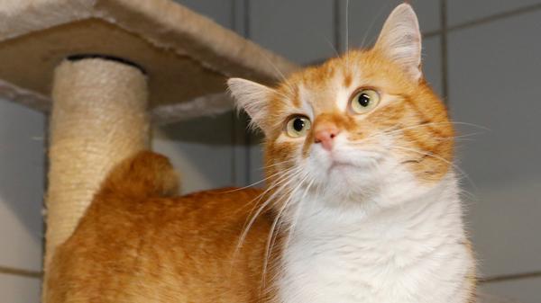 Die rot-weiße Katzenlady kam am 6. März als Fundtier ins Tierheim Neumarkt. Sie lief in Neumarkt in der Badstraße zu. Dort hielt sie sich schon etwa 3 Wochen lang immer wieder in einem Garten auf. Anfangs war die Katze im Tierheim etwas schüchtern und unzugänglich, aber mittlerweile hat sie sich zu einer kleinen Nervensäge entwickelt. Lautstark miauend verlangt sie nämlich Kontakt und Aufmerksamkeit. Wo wird diese Katze vermisst? Das Tierheim Neumarkt hat aus organisatorischen Gründen keine offiziellen Öffnungszeiten. Für Besuch, Beratung und Tiervermittlung vereinbaren Sie bitte vorher einen Termin. Die Tierpflegerinnen können sich dann uneingeschränkt Ihrem Anliegen widmen. Auch zum Gassi gehen ist ein vorheriger Anruf sinnvoll. Katzenkuscheln ist täglich zwischen 14 und 17 Uhr möglich. Das Tierheim ist täglich (außer an Sonn- und Feiertagen) von 13 bis 17 Uhr unter der Telefonnummer (09181) 22862 erreichbar. Hier geht es zur Internet-Seite des Tierheims