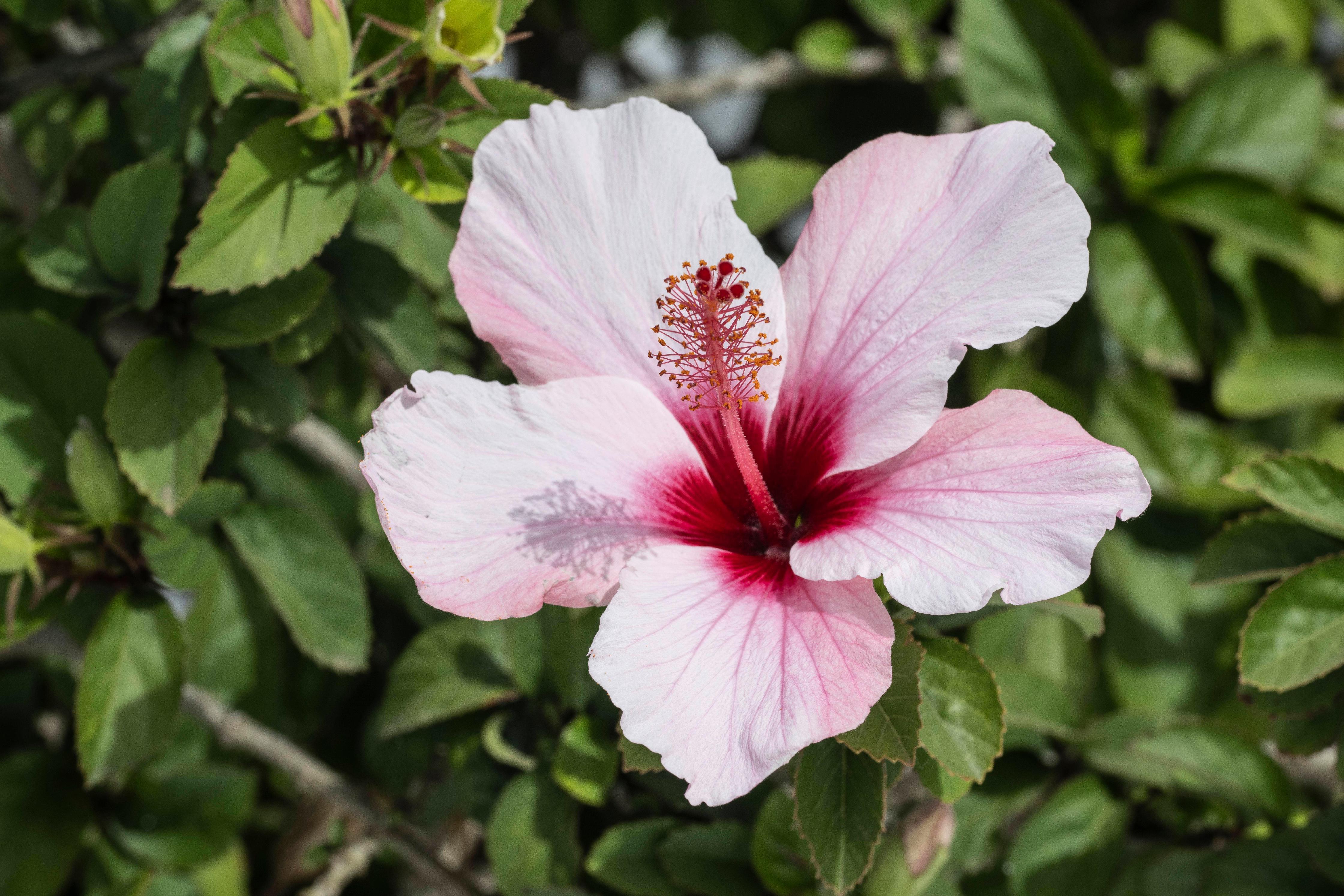 Hibiskus schneiden So gelingt es im Garten und im Topf