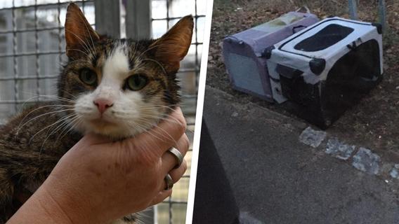 Unbekannter setzt 13 Katzen einfach zwischen Mülleimern in verdreckten Boxen vor Rother Tierheim aus