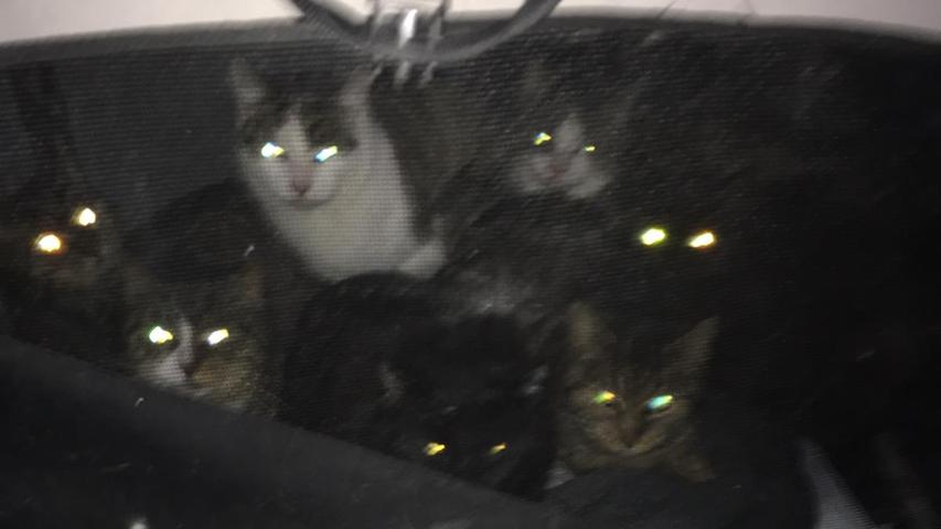 Trauriger Fund vor fränkischem Tierheim: Mitarbeiter entdecken 13 junge Katzen in Boxen