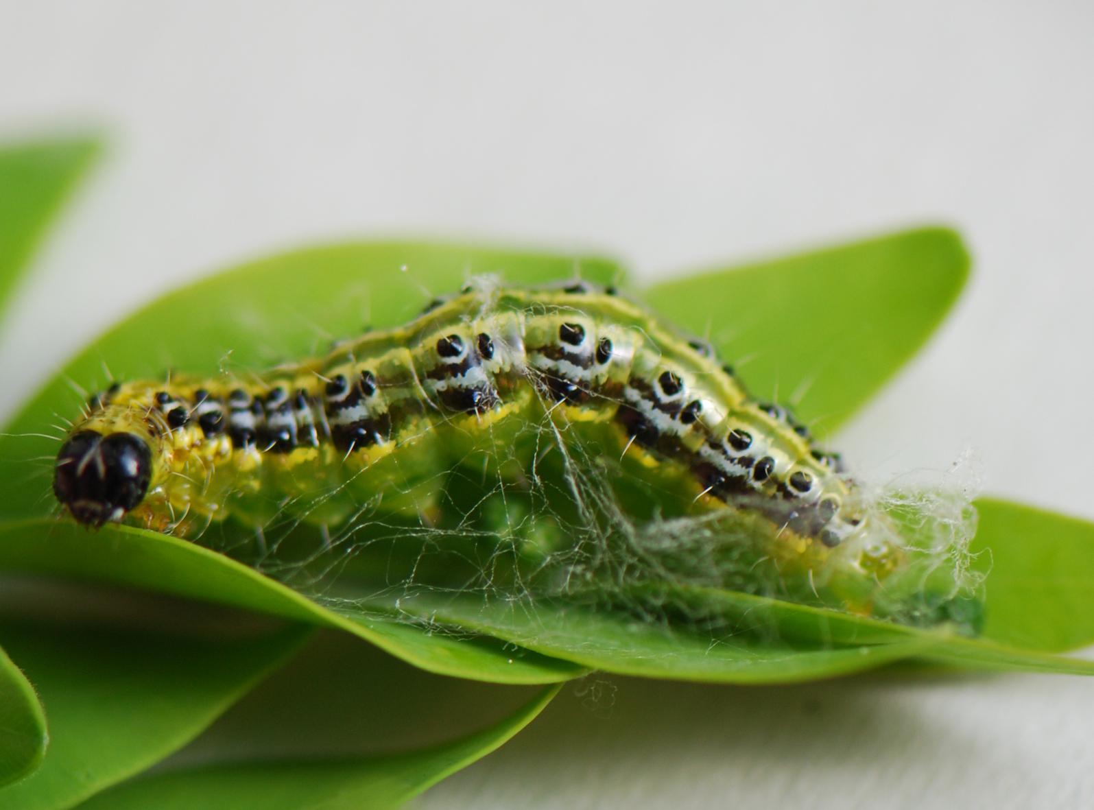 Anzeiger-buchsbaumzünslers