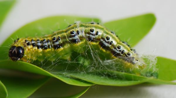Anzeiger-buchsbaumzünslers