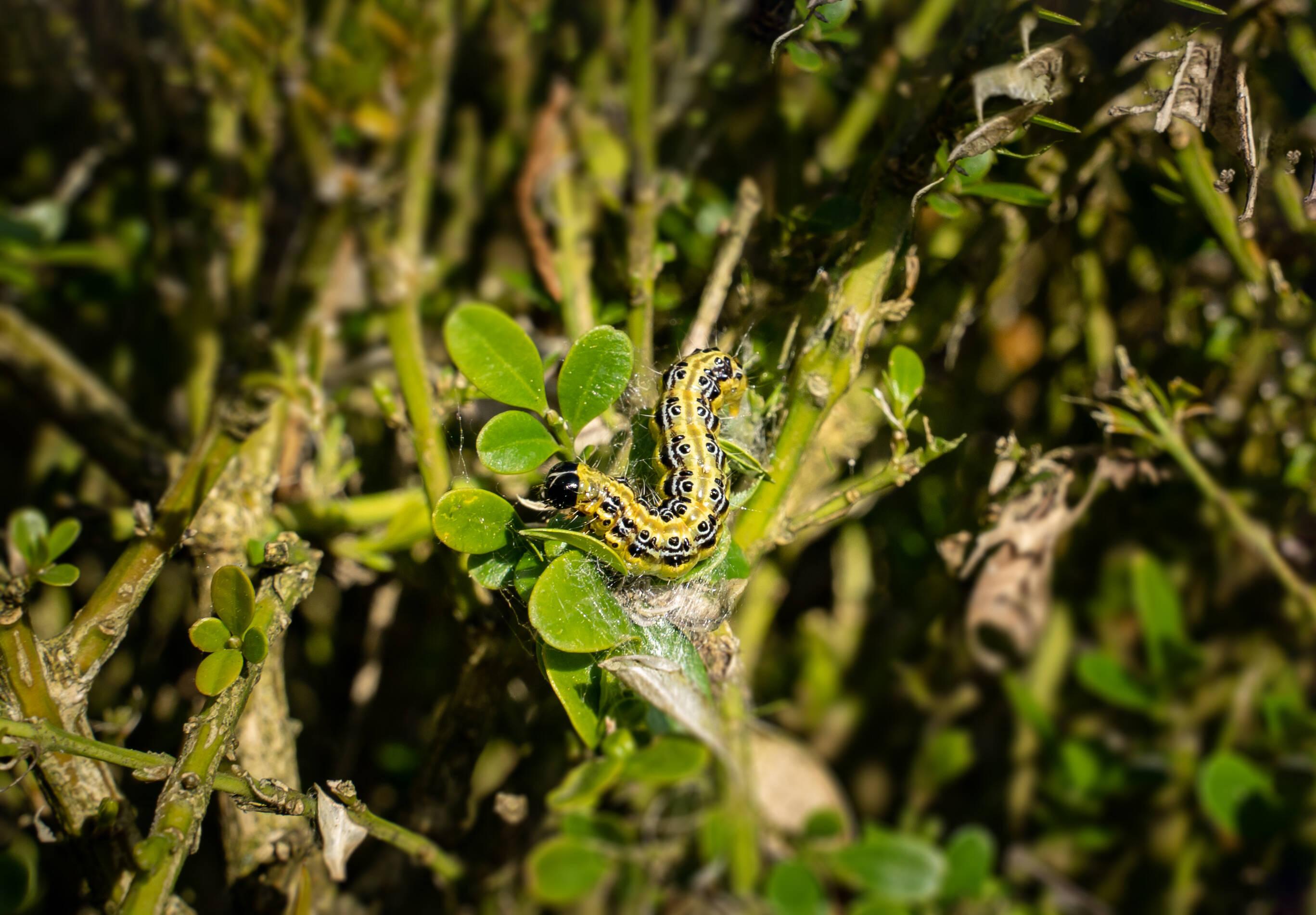 Anzeiger-buchsbaumzünslers