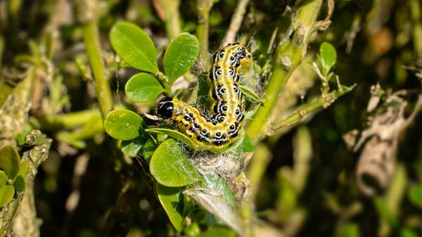 Anzeiger-buchsbaumzünslers