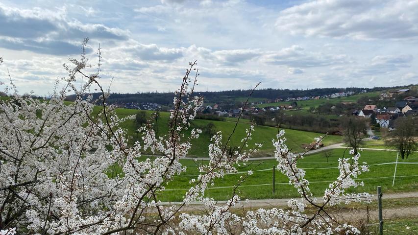 Alle Jahre wieder: Die Natur erwacht und Sträucher und Bäume fangen an zu blühen. Eine weiße Blütenpracht am Wegesrand bei Weilersbach. 