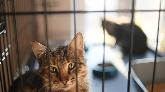 Tote Katzen im Restmüll entsorgt? Polizei ermittelt gegen Tierheim in Mittelfranken