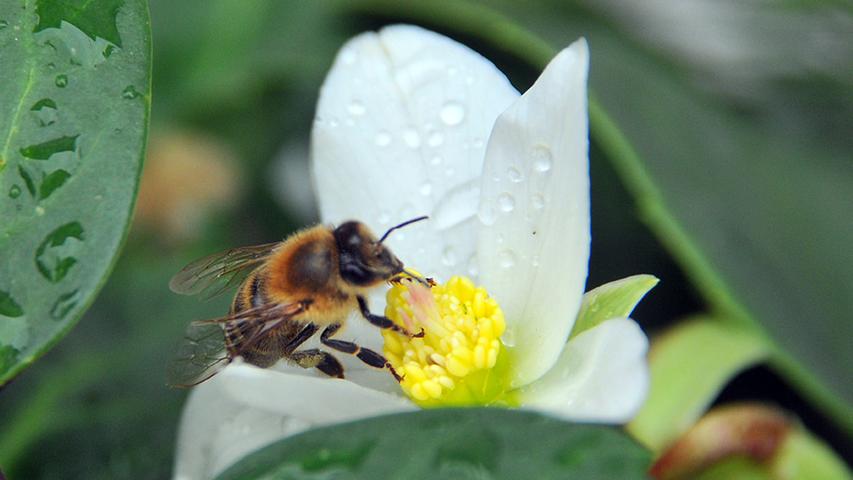 Auch die Bienen genießen im Schwabacher Stadtpark und Umgebung die ersten Anzeichen des Frühlings.