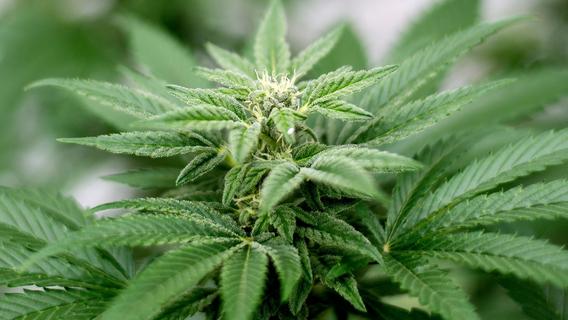 Dobrindt lehnt Veränderung an Cannabis-Gesetz ab