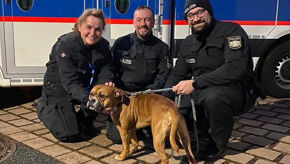 Hund sorgt für Aufregung auf A6 bei Nürnberg - Polizei schnappt Ausreißer