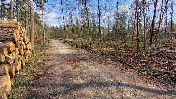 Baumfällungen: Warum im Wald rund um Wachendorf und Weiherhof so viele Bäume fehlen