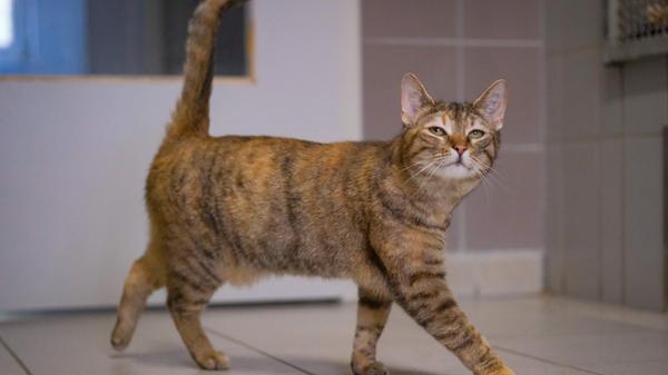 Auch die getigerte Katze „Anne“ trug bei ihrem Auffinden keinerlei Kennzeichnung. Die etwa 18 Monate alte Kätzin war damals trächtig. Im Tierheim durfte sie sich in Ruhe um ihre sieben Welpen kümmern, aber dazu hatte „Anne“ schon bald keine Lust mehr und eine Tierpflegerin im Tierheim erklärte sich dankenswerterweise bereit, die eigentlich der Katzenmutter zufallenden Pflichten zu übernehmen. „Anne“ wurde dann geimpft und kastriert und ist nun auf der Suche nach einer neuen, netten Familie, die im Besitz eines verkehrsberuhigt gelegenen Häuschens mit Garten ist, denn „Anne“ sitzt gerne draußen. Sie kann auch gut als Einzelkatze gehalten werden. Das Tierheim Neumarkt hat aus organisatorischen Gründen keine offiziellen Öffnungszeiten. Für Besuch, Beratung und Tiervermittlung vereinbaren Sie bitte vorher einen Termin. Die Tierpflegerinnen können sich dann uneingeschränkt Ihrem Anliegen widmen. Auch zum Gassi gehen ist ein vorheriger Anruf sinnvoll. Katzenkuscheln ist täglich zwischen 14 und 17 Uhr möglich. Das Tierheim ist täglich (außer an Sonn- und Feiertagen) von 13 bis 17 Uhr unter der Telefonnummer (09181) 22862 erreichbar. Hier geht es zur Internet-Seite des Tierheims