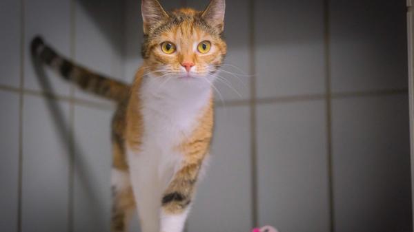 Die dreifarbige Katze, die am 10. März in Neumarkt in der Weiherstraße aufgegriffen wurde, zählt zu diesen nicht gekennzeichneten Tieren und sie muss nun im Tierheim Neumarkt darauf warten, bis ihre Besitzer ihr Fehlen bemerken. Die Katze saß in der Nähe der Stadtbücherei zitternd in dem kleinen Park und sie fiel auf, weil sie völlig verdreckt war und verwahrlost wirkte. Die Finderin brachte die Katze erst einmal in Sicherheit und säuberte das verschreckte Häufchen Elend, bevor es den Weg ins Tierheim antreten durfte, um einen eventuell vorhandenen Chip auslesen zu lassen. Doch das Lesegerät fand keinen Chip. Wo wird diese Katze vermisst? Das Tierheim Neumarkt hat aus organisatorischen Gründen keine offiziellen Öffnungszeiten. Für Besuch, Beratung und Tiervermittlung vereinbaren Sie bitte vorher einen Termin. Die Tierpflegerinnen können sich dann uneingeschränkt Ihrem Anliegen widmen. Auch zum Gassi gehen ist ein vorheriger Anruf sinnvoll. Katzenkuscheln ist täglich zwischen 14 und 17 Uhr möglich. Das Tierheim ist täglich (außer an Sonn- und Feiertagen) von 13 bis 17 Uhr unter der Telefonnummer (09181) 22862 erreichbar. Hier geht es zur Internet-Seite des Tierheims