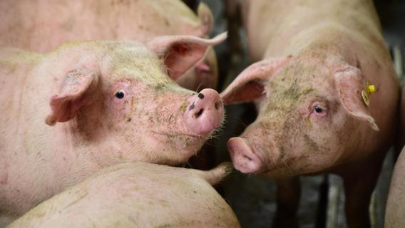 "Geruch belästigt meine Existenz": So diskutierte Hetzles über geplanten Mastschweinestall
