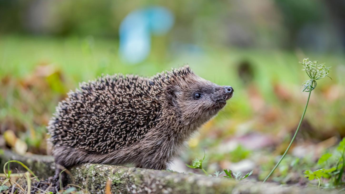 Ein junger Igel auf der Futtersuche.