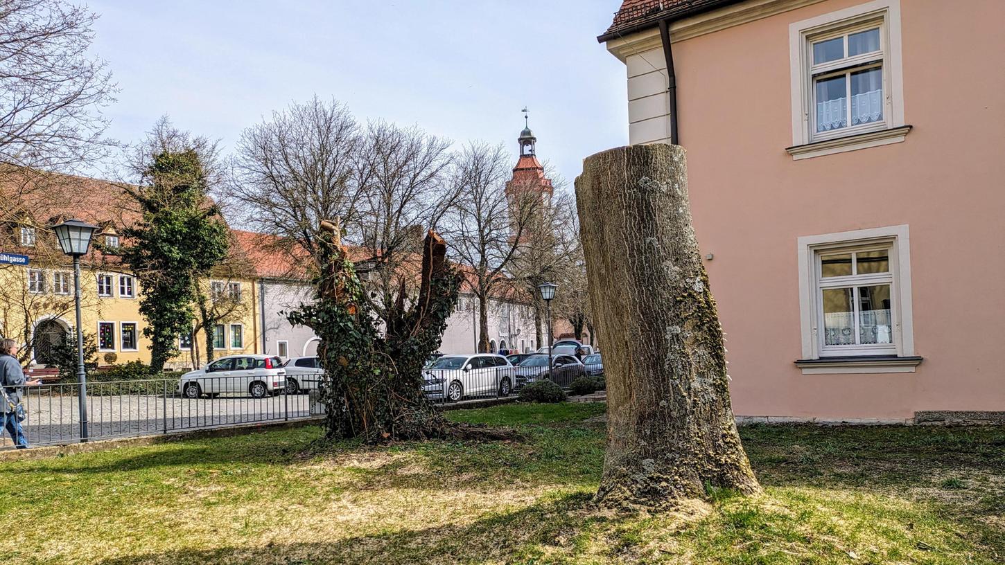 Laufende Modernisierungsmaßnahmen am Evangelischen Altenheim forderten die Fällung von zwei Bäumen.