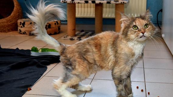 Hund, Katze und Co: Diese Tiere warten gerade im Tierheim Erlangen