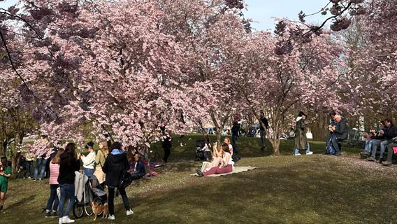 Kirschblüten-Hanami auf bayerisch: Wie Olympia auch nach 52 Jahren noch wirkt