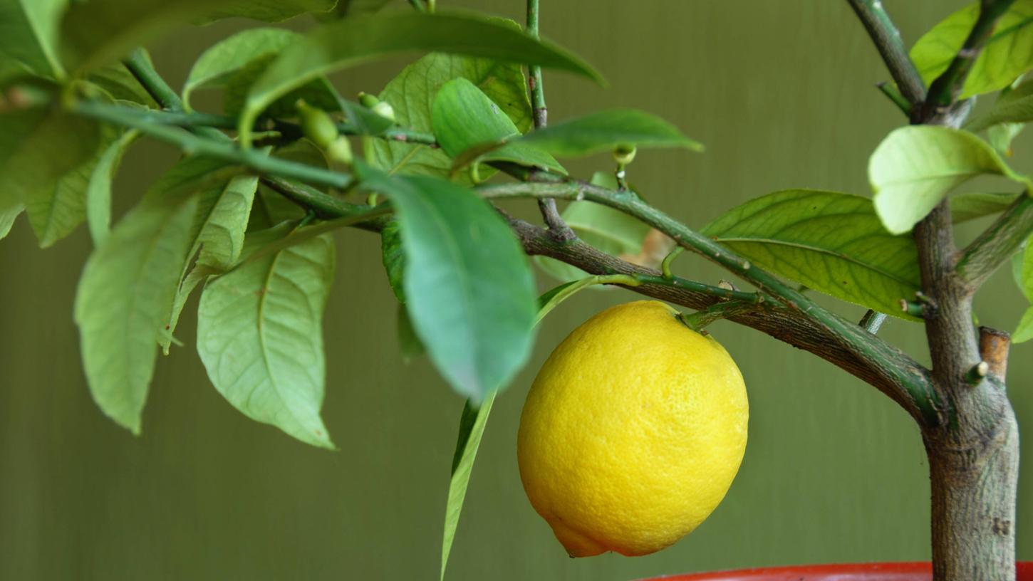 Hier erfahren Sie, wann und wie Sie Ihren Zitronenbaum richtig schneiden. 