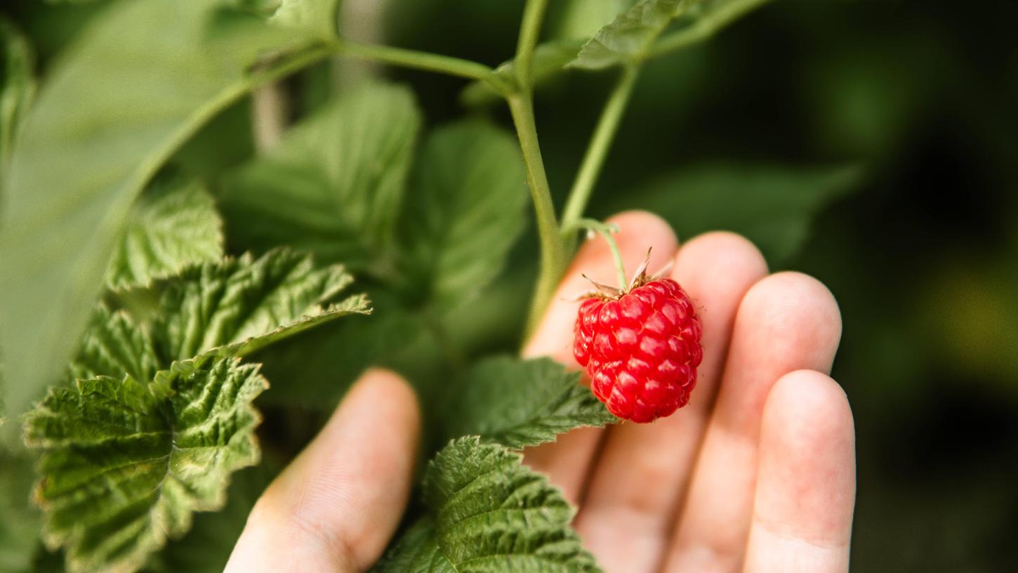 Hier erfahren Sie, wann und wie Sie Himbeeren pflanzen können. 