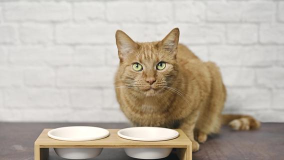 Verkauft bei Edeka, Müller und Co: Bekannte Marke ruft ihr Katzenfutter dringend zurück