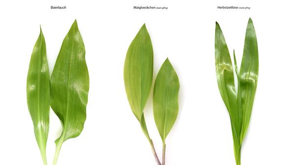 Unterschied Bärlauch, Maiglöckchen und Herbstzeitlosen