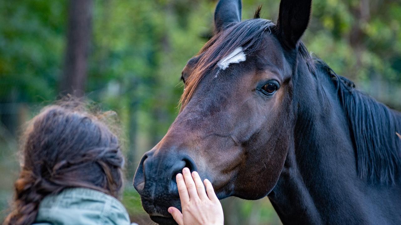 In Thalmässing ist eine Reiterin durch den Tritt ihres Pferdes schwer verletzt worden. (Symbolbild) 