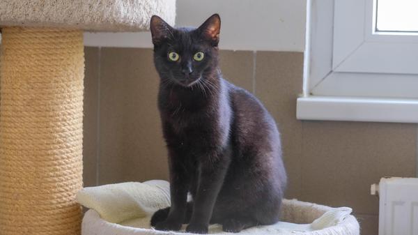 Heute möchte der schwarze Kater „Hannes“ seine Bewerbung um ein schönes, liebevolles Zuhause einreichen und er hofft inständig, dass ihn Menschen sehen, die keine abergläubischen Vorurteile haben. Denn viele Tierfreunde sind zurückhaltend, wenn es um dunkle Vierbeiner geht. Sie müssen daher in Tierheimen meist länger auf ein neues Zuhause warten. Dabei hatte „Hannes“, der etwa Mitte August 2023 geboren wurde, offenbar noch nie ein Zuhause, denn als er ins Tierheim kam, war er ein winziges mutterloses Katzenbaby. Er wurde bei der Firma Klebl in Neumarkt in der Gößweinstraße in einem Kellerschacht gefunden und so abgemagert und verängstigt wie der Kleine war, saß er dort schon eine ganze Weile. Inzwischen ist aus „Hannes“ ein schöner, schwarzer Kater geworden, der fremden Menschen gegenüber anfangs noch etwas zurückhaltend ist, aber mit Ruhe und etwas Geduld dürfte sich das bald geben. Ein bereits vorhandener Katzenkumpel im passenden Alter würde dabei sicher sehr hilfreich sein, denn „Hannes“ möchte Gesellschaft. Das Tierheim Neumarkt hat aus organisatorischen Gründen keine offiziellen Öffnungszeiten. Für Besuch, Beratung und Tiervermittlung vereinbaren Sie bitte vorher einen Termin. Die Tierpflegerinnen können sich dann uneingeschränkt Ihrem Anliegen widmen. Auch zum Gassi gehen ist ein vorheriger Anruf sinnvoll. Katzenkuscheln ist täglich zwischen 14 und 17 Uhr möglich. Das Tierheim ist täglich (außer an Sonn- und Feiertagen) von 13 bis 17 Uhr unter der Telefonnummer (09181) 22862 erreichbar. Hier geht es zur Internet-Seite des Tierheims