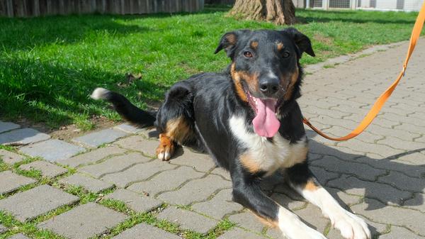 Der Rüde „Mirko“ ist ein Mischling aus Appenzeller und Border-Collie. Geboren wurde er am 30. März 2023 und als Welpe war er ein Geschenk eines Sohnes an seinen Vater. Doch dieser war altersbedingt nicht mehr in der Lage, den Bedürfnissen eines jungen, größeren und geistig sehr agilen Hundes gerecht zu werden und so kam „Mirko“ ins Tierheim Neumarkt. „Mirko“ ist ein lieber, umgänglicher, freundlicher Hund, der die Grundkommandos schon gut beherrscht. Das clevere Kerlchen weiß auch, dass man gelobt wird, wenn man schön brav an der Leine läuft und nicht zieht. Und „Mirko“ möchte gelobt werden. Für „Mirko“ wird ein neues Zuhause gesucht bei Menschen, die sich über die Bedürfnisse der beiden in „Mirko“ vereinten Rassen im Klaren sind, die mit ihm in die Hundeschule gehen und die viel mit ihm unternehmen. Ein Häuschen mit eingezäuntem Garten, in welchem er herumrennen darf, würde sich „Mirko“ sicher wünschen. Das Tierheim Neumarkt hat aus organisatorischen Gründen keine offiziellen Öffnungszeiten. Für Besuch, Beratung und Tiervermittlung vereinbaren Sie bitte vorher einen Termin. Die Tierpflegerinnen können sich dann uneingeschränkt Ihrem Anliegen widmen. Auch zum Gassi gehen ist ein vorheriger Anruf sinnvoll. Katzenkuscheln ist täglich zwischen 14 und 17 Uhr möglich. Das Tierheim ist täglich (außer an Sonn- und Feiertagen) von 13 bis 17 Uhr unter der Telefonnummer (09181) 22862 erreichbar. Hier geht es zur Internet-Seite des Tierheims