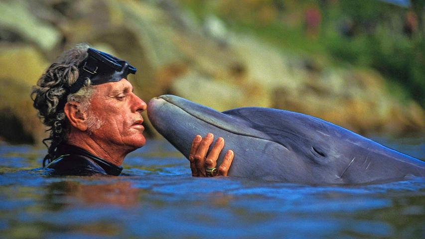 „Flipper nahm sich das Leben“ - Was hinter der Suizid-Theorie über Delfine steckt