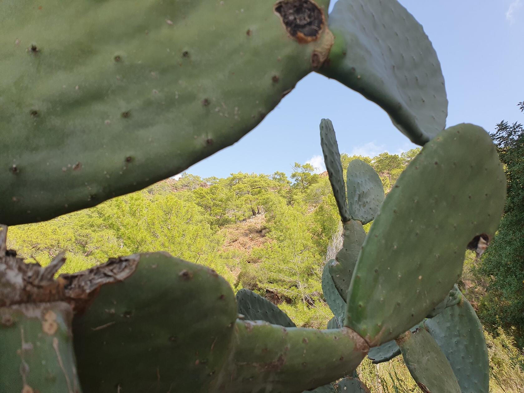 Am Strand von Cirali wachsen riesige Kakteen.