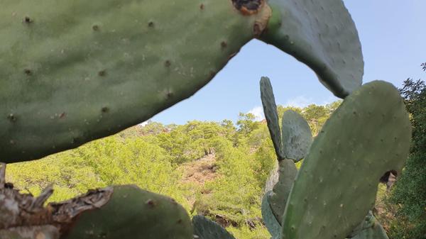 Am Strand von Cirali wachsen riesige Kakteen.