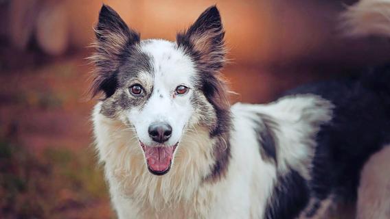 Tierheim Forchheim: Diese Hunde suchen eine neue Familie
