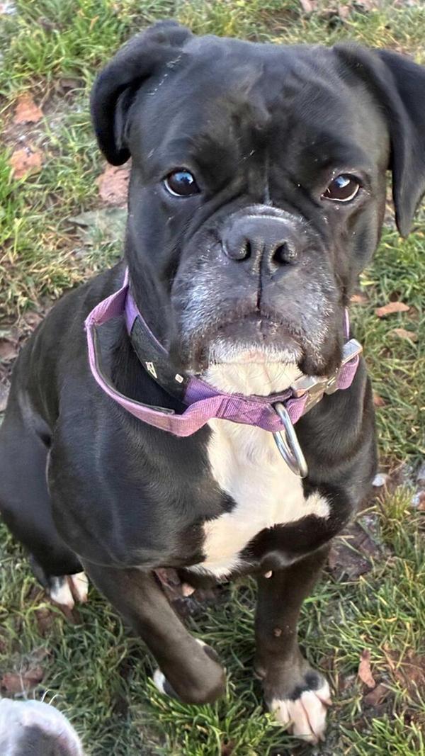 Pria, Boxer, geb. ca. 2021. Die beiden Boxerdamen Pria und Ponja kamen zusammen ins Tierheim, da im alten Zuhause eine artgerechte Versorgung nicht gegeben war. Mutter Pria und ihre Tochter Ponja haben bisher zusammen gelebt, sollen aber jetzt getrennt die Welt entdecken. Beide sind boxertypisch etwas aufgedreht. Kinder sollten schon etwas größer sein, empfiehlt das Tierheim-Team. Pria geniesst Spaziergänge und möchte genau wie ihre Tochter ihr weiteres Leben aktiv gestalten. Bisher haben wir sie als dem Menschen zugewandte Hunde kennengelernt. Hundebegegnungen gestalten sich aber als schwierig.