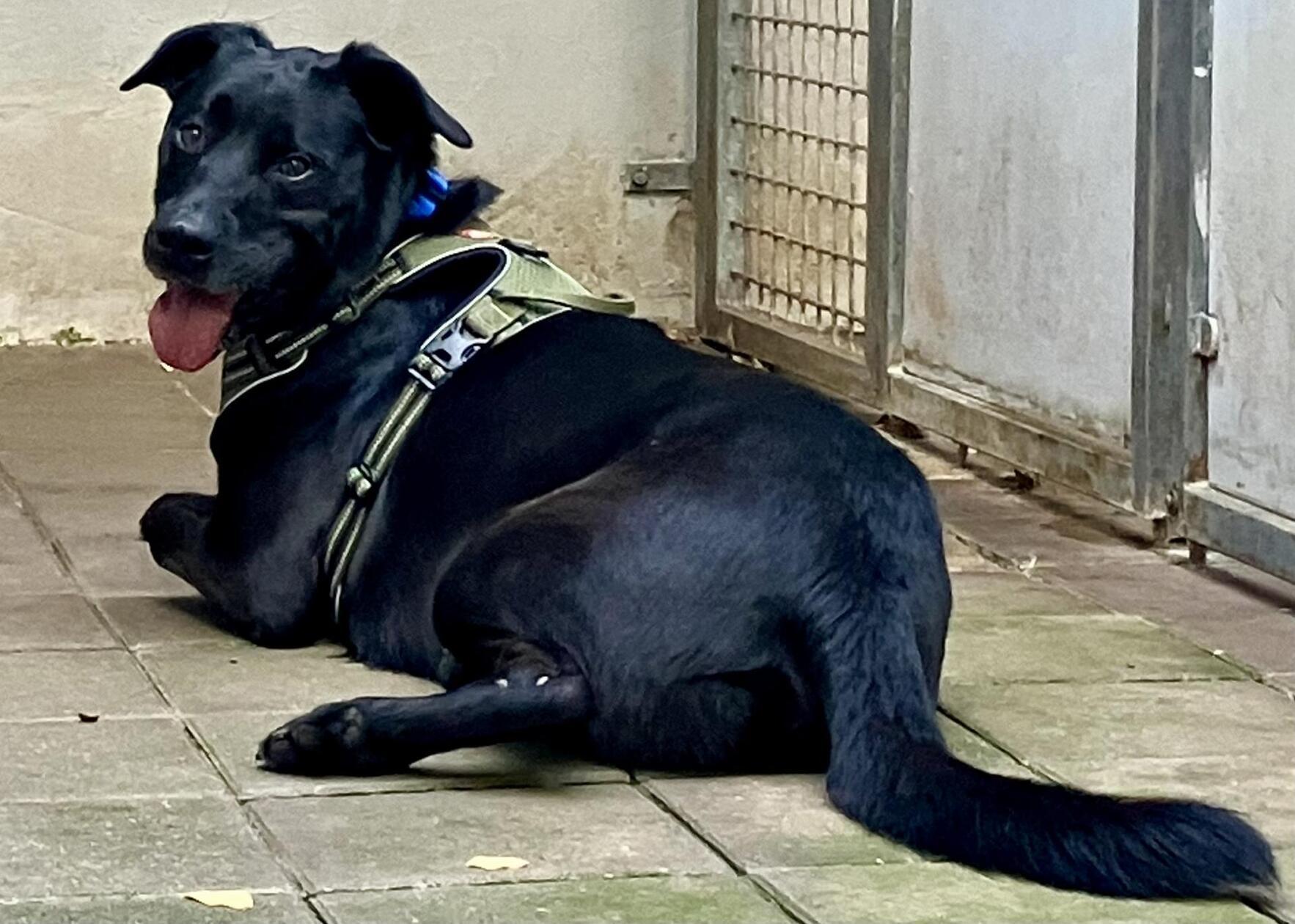 Der Labradormix Yoshi hat in seinem bisherigen Leben in einer Familie mit mehreren Kindern gelebt. Leider wurde er dann über Kleinanzeigen an hundeunerfahrene Menschen verkauft. Dort blieb er nur wenige Tage und ein weiterer Umzug - nämlich ins Tierheim - stand an. Yoshi ist ein imposanter schwarzer Rüde, der Menschen mit Führungsqualitäten sucht. Hundebegegnungen sind gerade nicht seines und sollten geübt werden. Für Yoshi suchen wir hundeerfahrene Leute, die mit ihm den Alltag aktiv gestallten wollen.