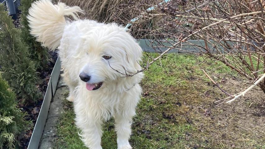 Tierheim Forchheim: Diese Hunde suchen ein neues Zuhause