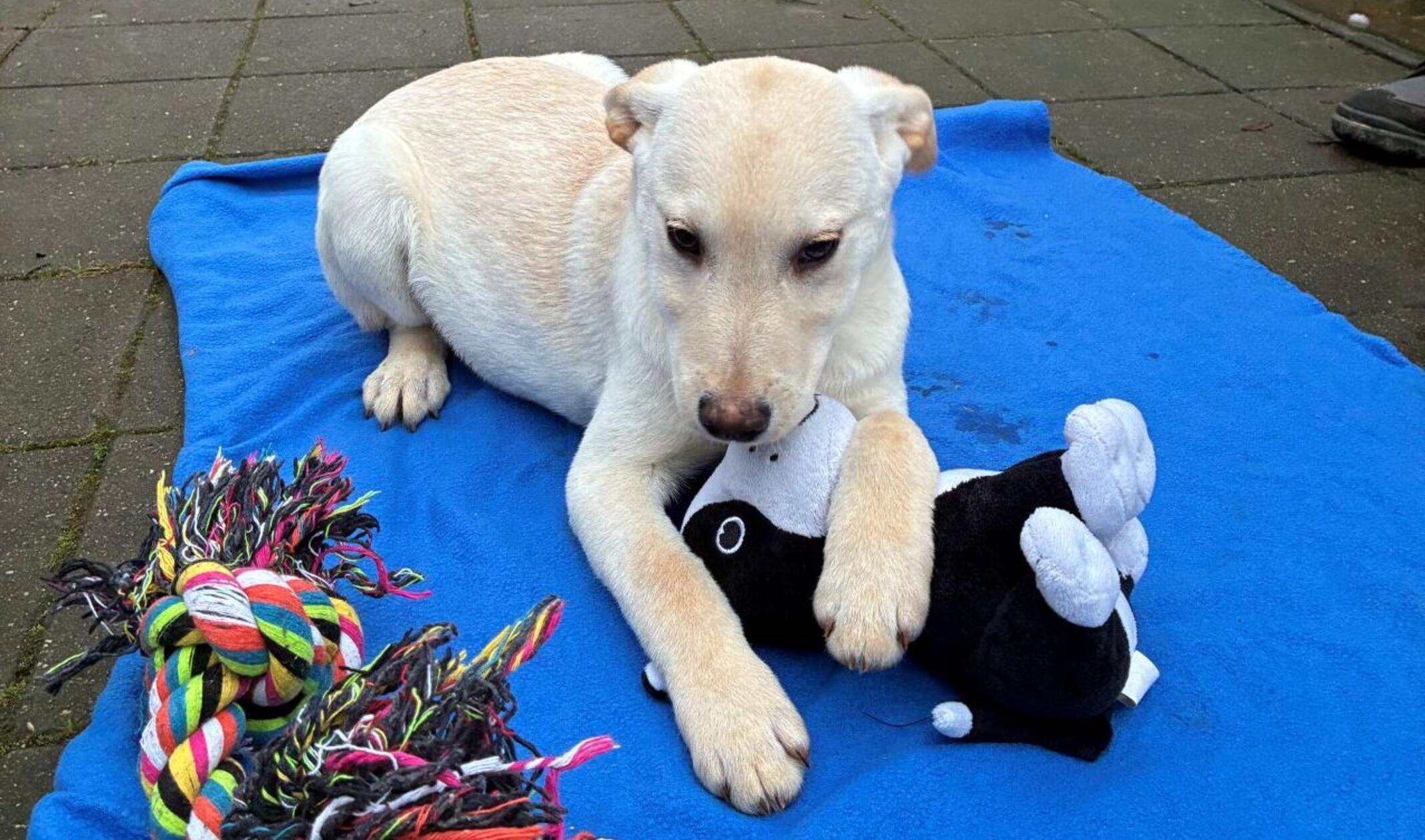 Tierheim-Forchheim-Diese-Hunde-und-Katzen-suchen-ein-Zuhause