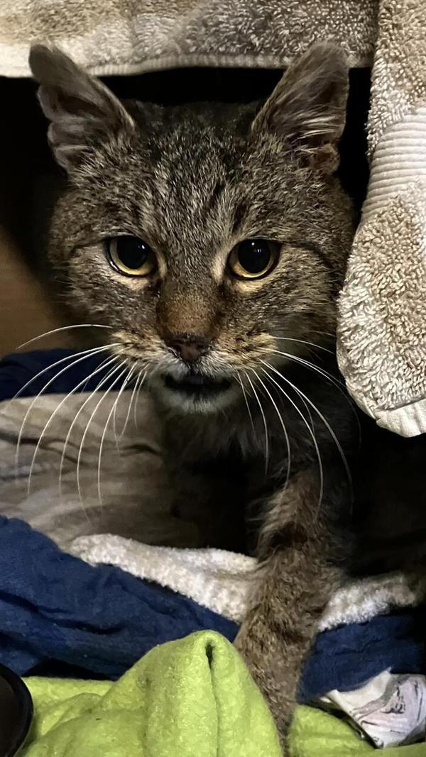 Gero ist ein Fundkater aus Gößweinstein.