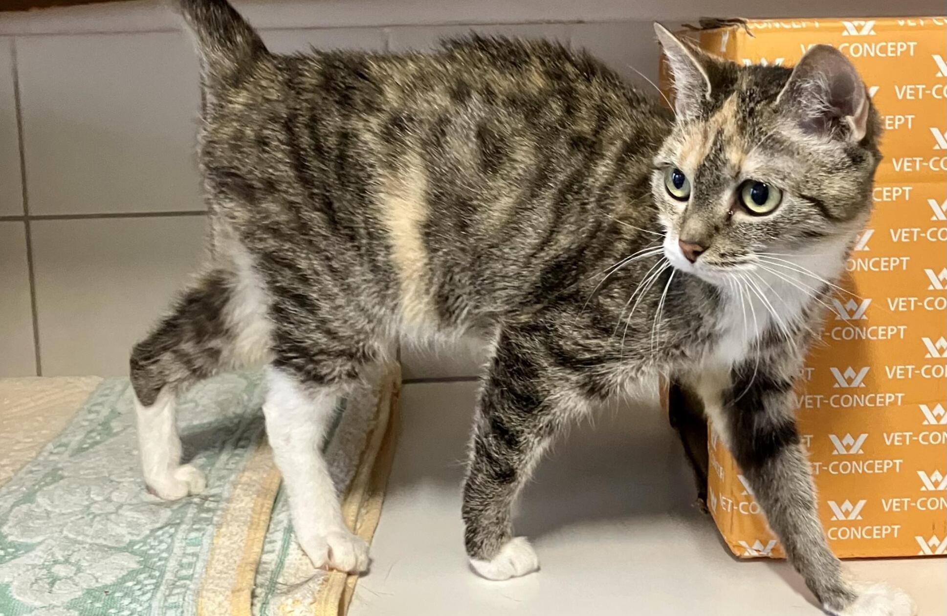 Maria ist eine Abgabekatze.