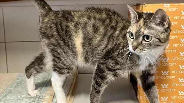 Maria ist eine Abgabekatze.