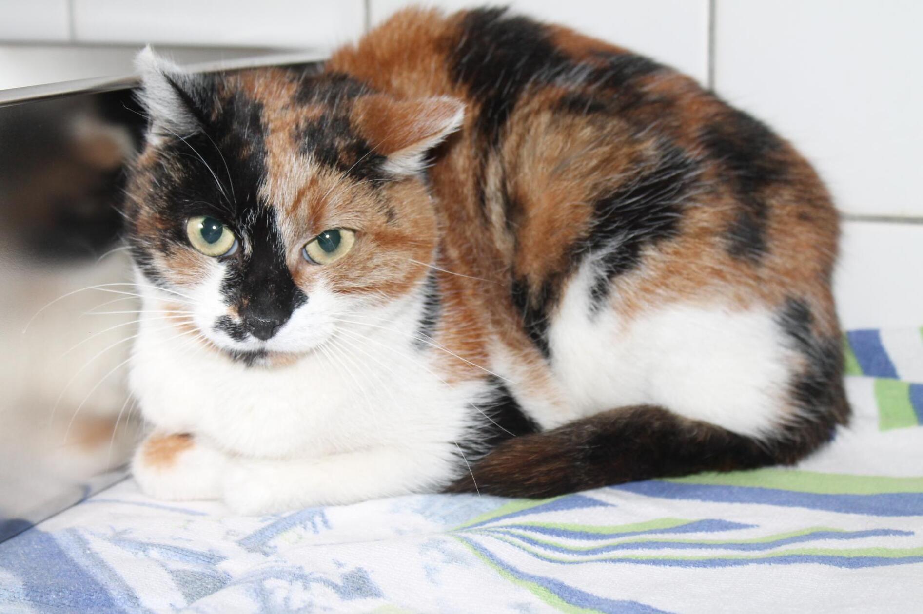 Hazel ist eine Fundkatze aus Hagenbach.