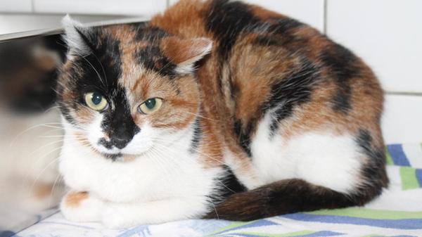 Hazel ist eine Fundkatze aus Hagenbach.