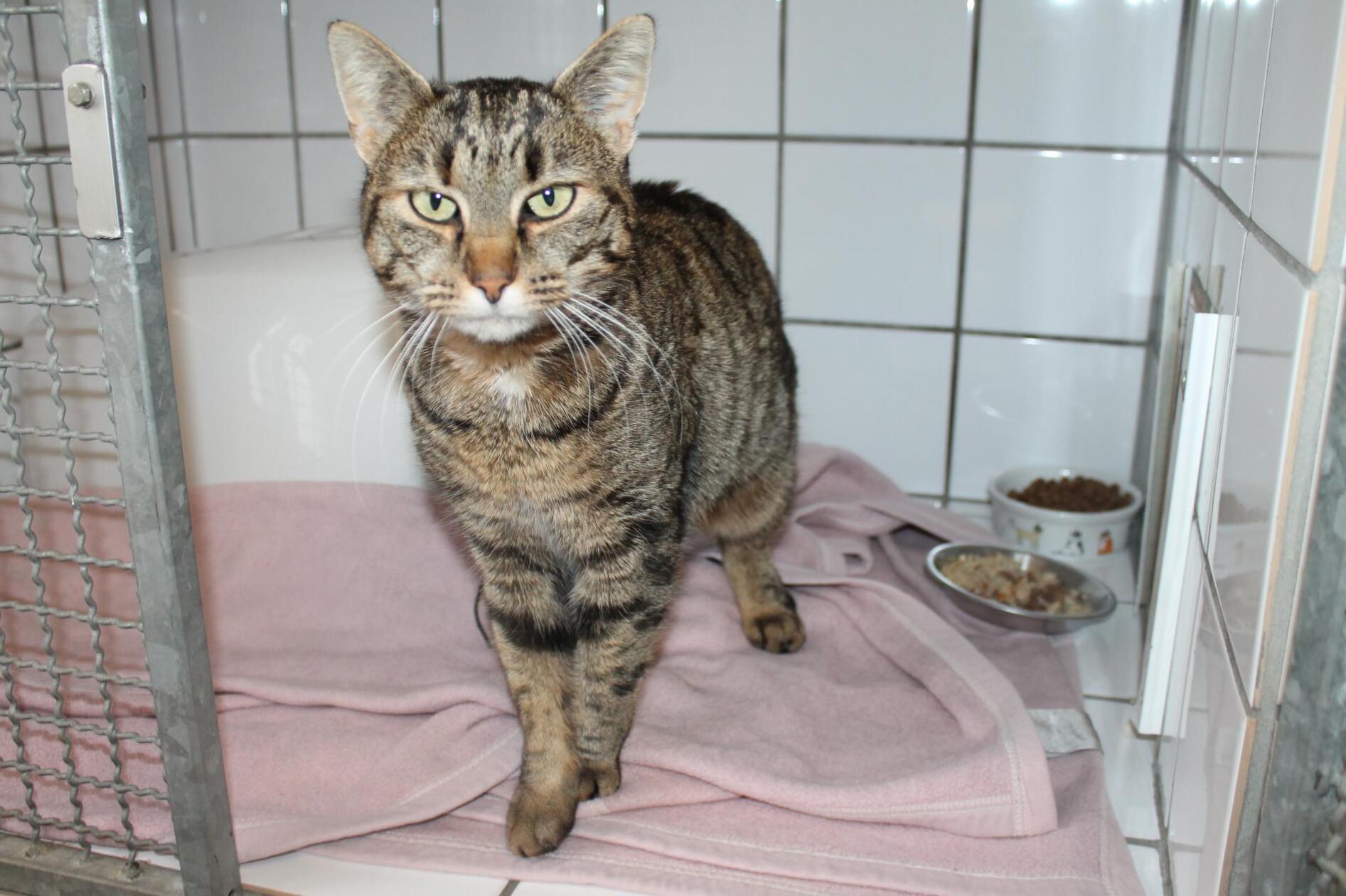 Igrit ist eine Fundkatze aus Igensdorf.